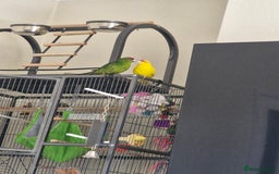 Mixed Breed birds for sale:  🐦 Bonded Pair of Cheeky Kakarikis 🐦 - Image 2