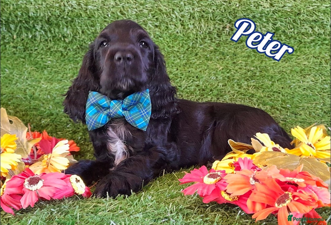 Cocker Spaniel dogs for sale: Handsome Show Cocker Spaniel - Advert 3