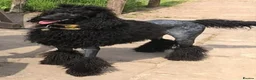Standard Poodle dogs for sale: wonderful poodle puppies - Advert 15