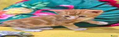 Kitten 2 (Ginger)