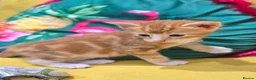 Mixed Breed cats for sale: 2 x beautiful ginger/beige boy kittens 🐱🐱❤️ in Basingstoke - Advert 4