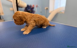 Cocker Spaniel dogs for sale: Beautiful kc registered show cocker spaniels - Image 16