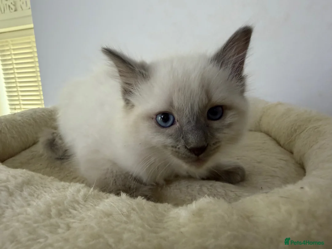 Ragdoll cats for sale: Adorable and friendly Ragdoll Kittens - Advert 25