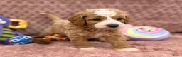 Cavapoo dogs for sale: Stunning F1B Cavapoos FULLY DNA health tested - Advert 27
