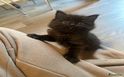Ragdoll cats for sale: Reserved - Image 22