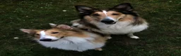 Rough Collie dogs for sale: Rough Collie in Houghton le Spring - Advert 11