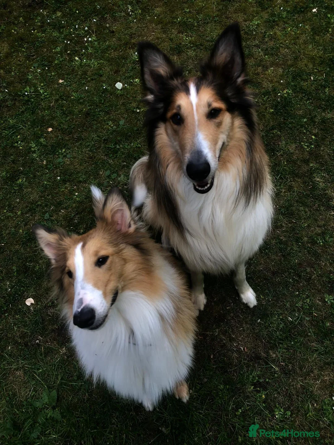 Rough Collie dogs for sale: Rough Collie in Houghton le Spring - Advert 11