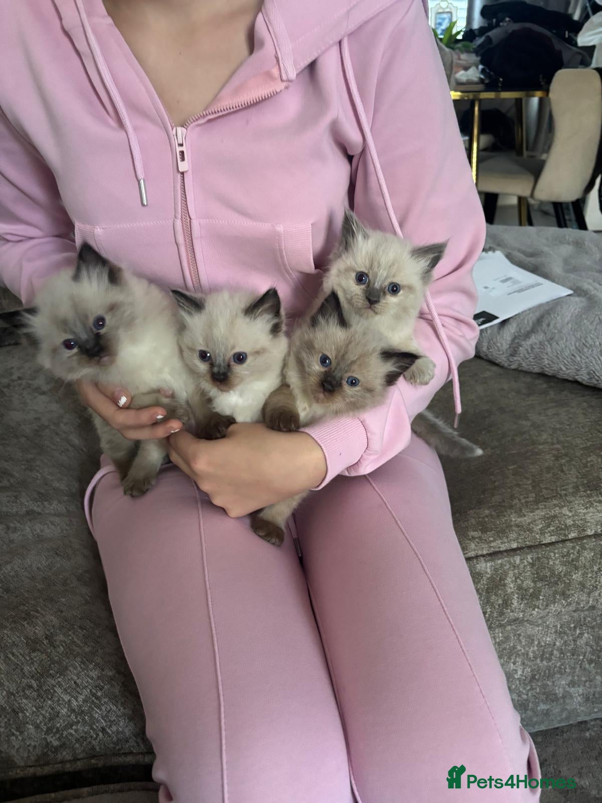 Ragdoll cats Pure Ragdoll KIttens - Advert 2