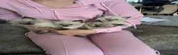 Ragdoll cats for sale: Pure Ragdoll KIttens - Advert 1