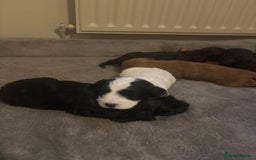 Cockapoo dogs for sale: Stunning F1 Cockapoos from H/Tested KC Parents!! - Image 5