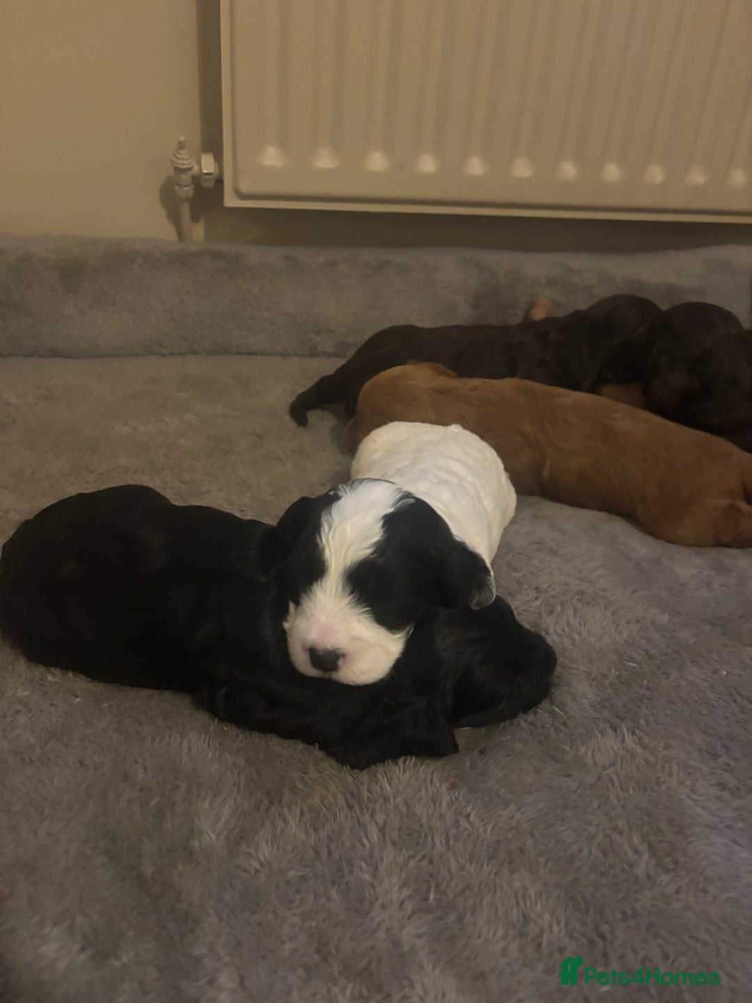 Cockapoo dogs for sale: Stunning F1 Cockapoos from H/Tested KC Parents!! - Image 5