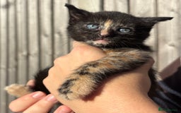 Mixed Breed cats for sale: 5 Gorgeous kittens available now - Image 20