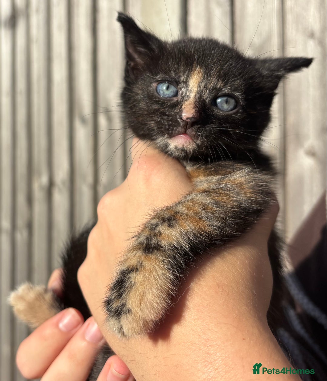 Mixed Breed cats for sale: 5 Gorgeous kittens available now - Image 20