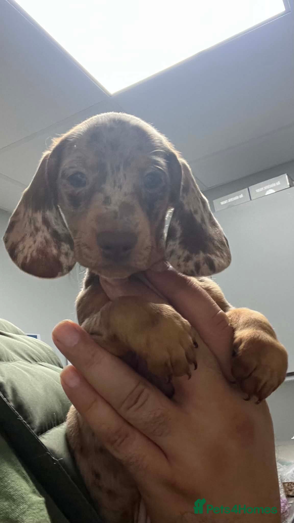 Miniature Dachshund dogs ✨️super Mini Dachshund Puppies Dapple & Chocolate - Advert 2