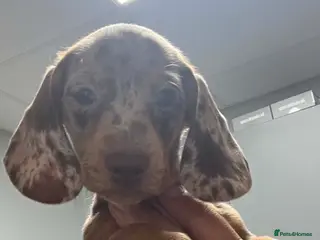 Miniature Dachshund dogs ✨️super Mini Dachshund Puppies Dapple & Chocolate - Advert 2