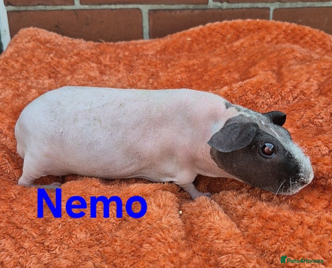 Guinea Pig rodents Male/Female guinea pigs  - Advert 3