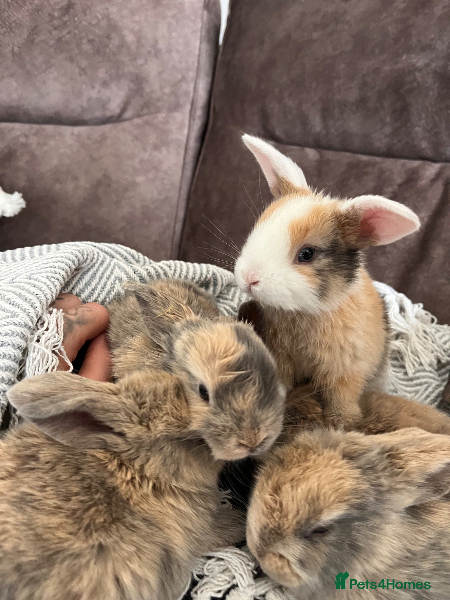 Mini Lop rabbits Mini lop baby rabbits for sale. Ready in 4 weeks - Advert 1
