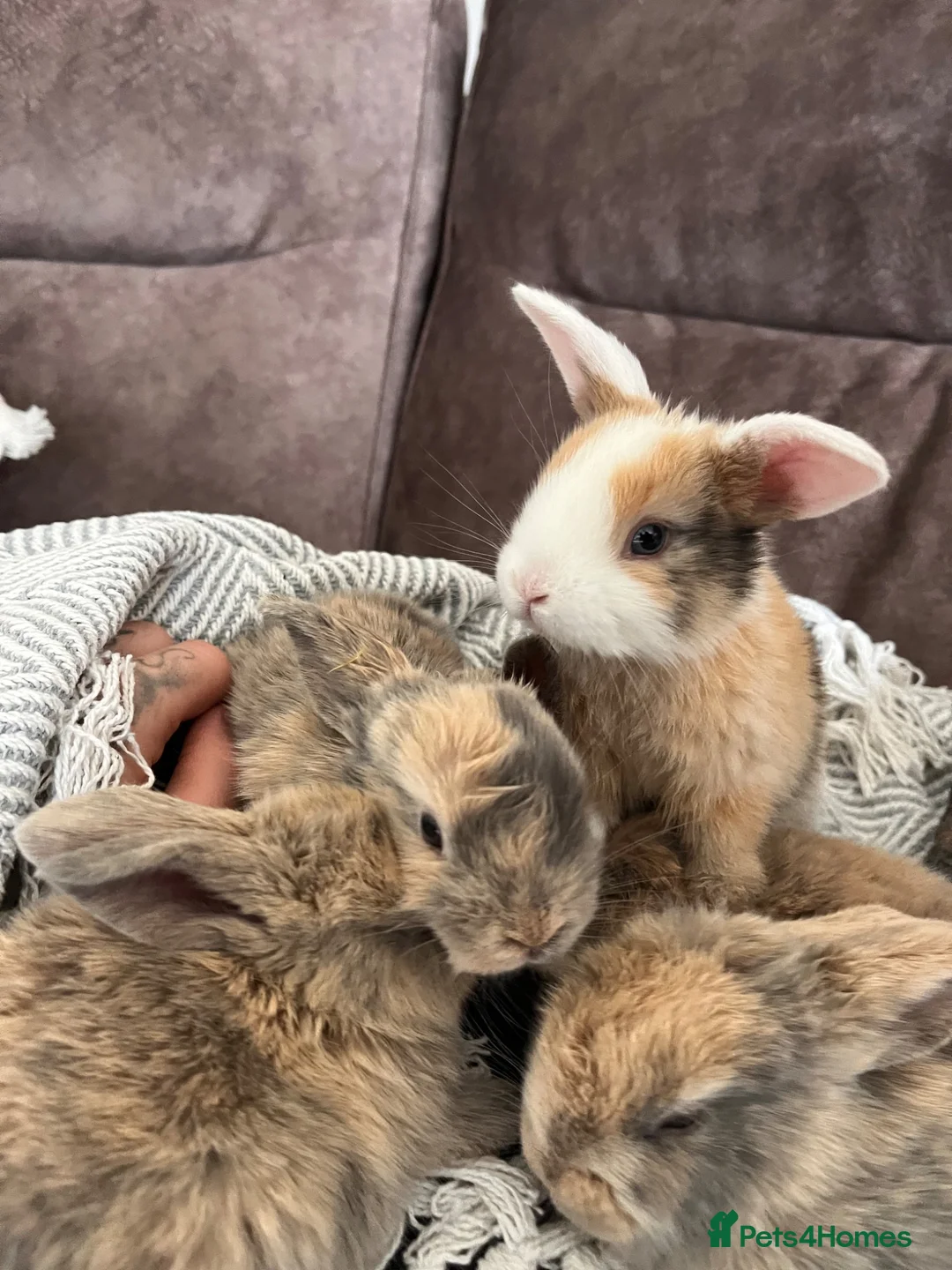 Mini Lop rabbits for sale: Mini lop baby rabbits for sale. Ready in 4 weeks in Warrington - Advert 1