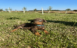 Dobermann dogs for sale: Ready now, Outstanding KC Reg Dobermann puppies - Image 23