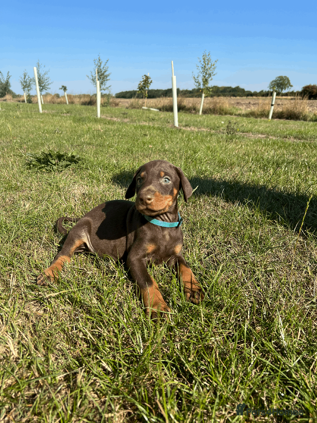 Dobermann dogs for sale: Ready now, Outstanding KC Reg Dobermann puppies - Image 23