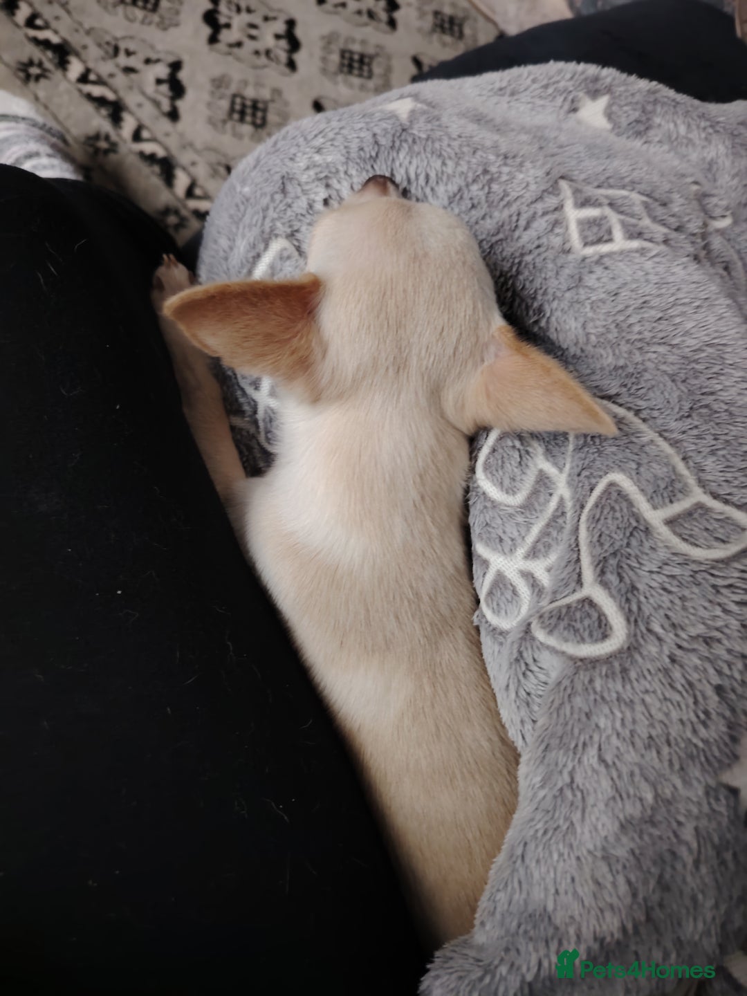 Chihuahua dogs for sale: Deer head chihuahua  - Advert 3