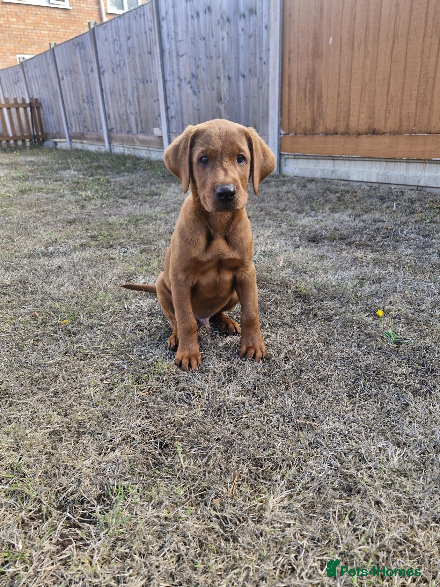 Labrador Retriever dogs Dark Fox Red Male Puppy - Advert 14