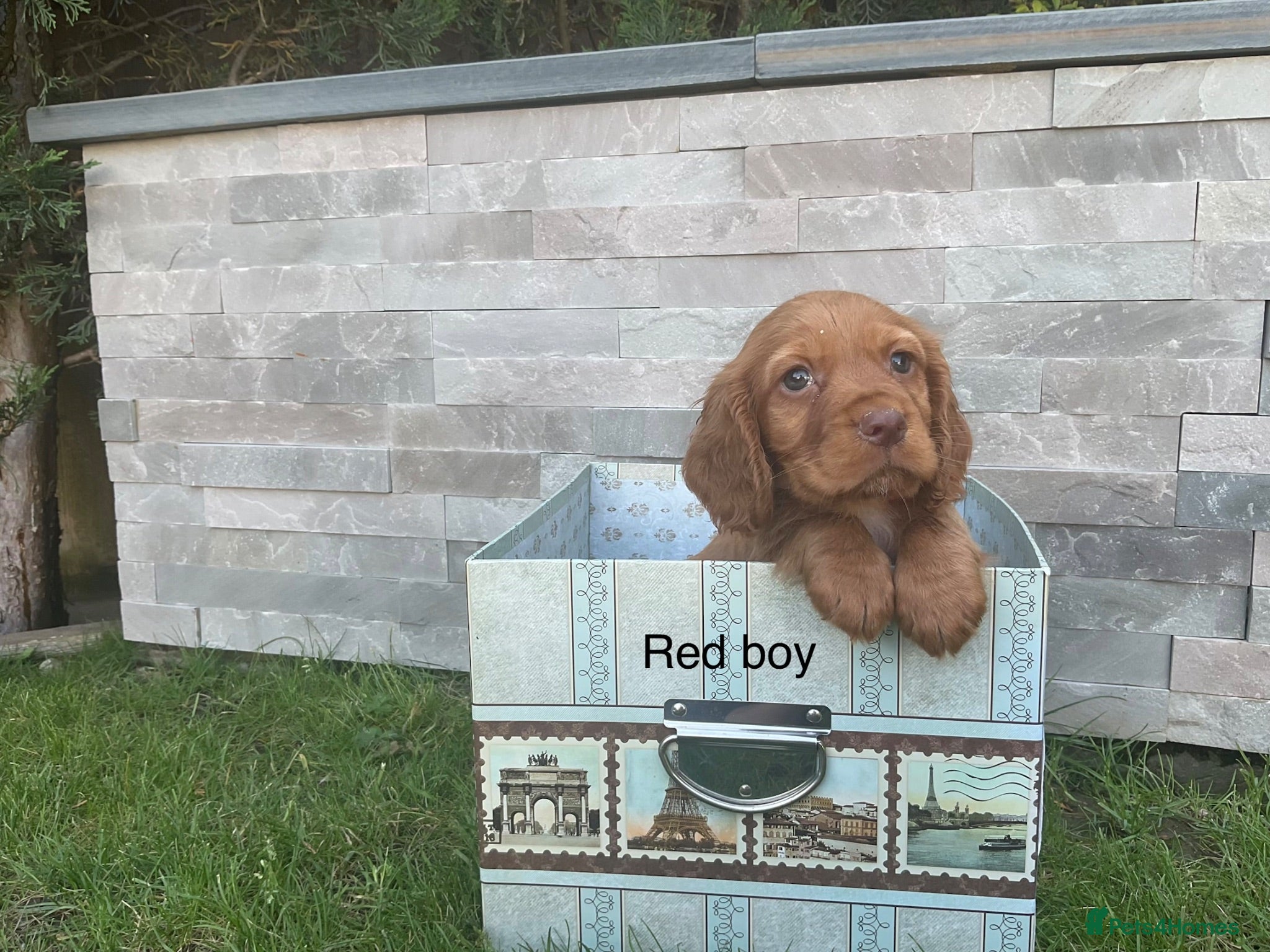 Cocker Spaniel dogs Fox red working cocker spaniels - Advert 1