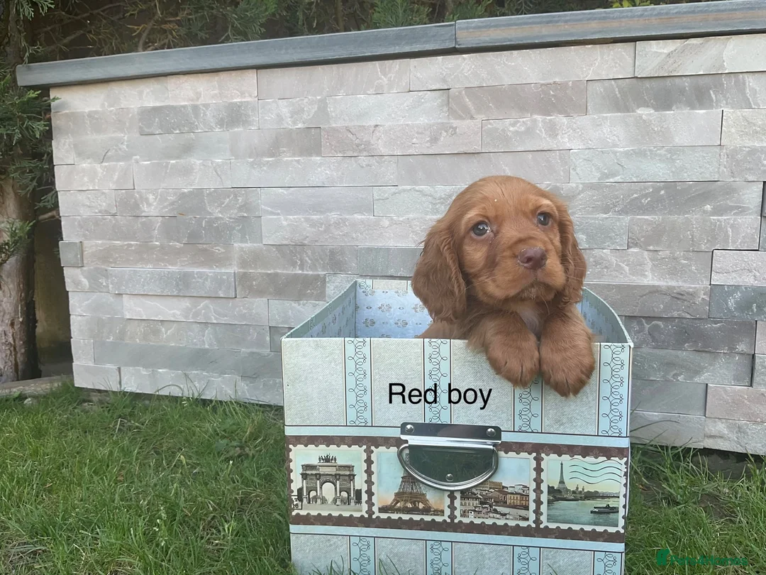 Cocker Spaniel dogs for sale: Fox red working cocker spaniels in Ingatestone - Advert 1