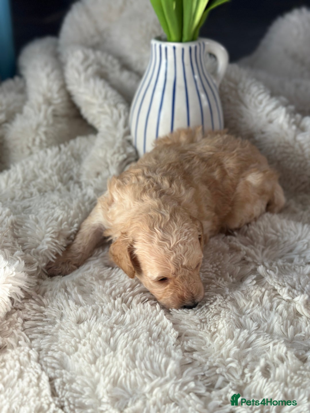Toy Poodle dogs for sale: Toy poodles (5 girls and 2 boys) - Image 32