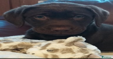 Labrador Retriever dogs - Advert 6