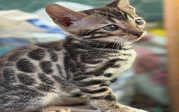 Bengal cats for sale: Bengal kittens ready now boys and girls  - Image 2