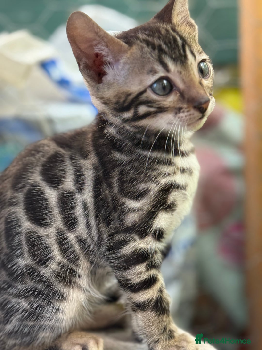 Bengal cats for sale: Bengal kittens ready now boys and girls  - Image 2
