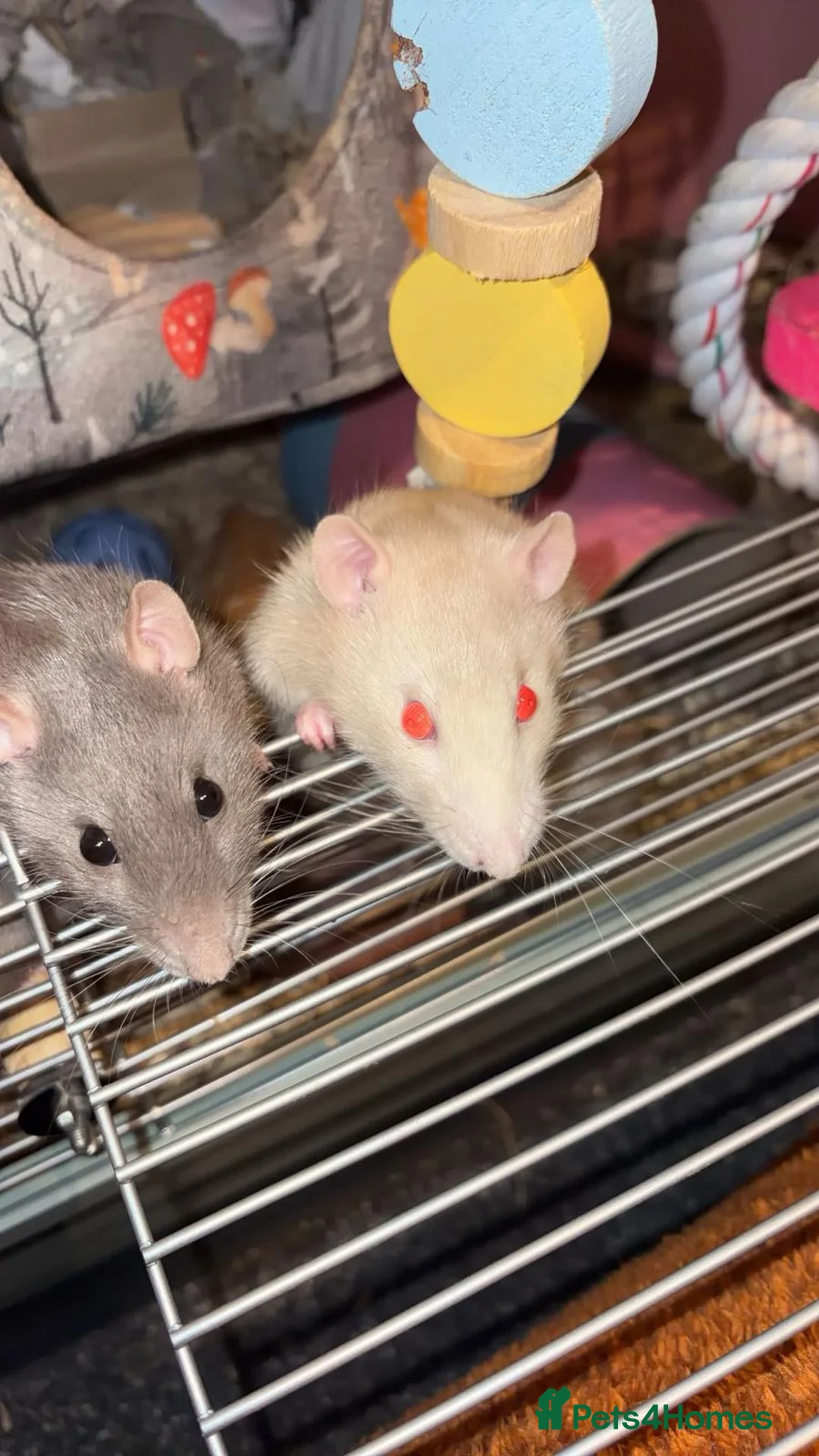 Rat rodents for sale: Pair of Female Rats - FREE TO GOOD HOME in Redcar - Advert 1