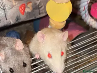 Rat rodents Pair of Female Rats - FREE TO GOOD HOME - Advert 5
