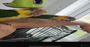 Parrots birds - Advert 16