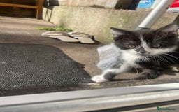Bramble cats for sale: 8 weeks old super playful kitten - Image 3