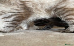 Ragdoll cats for sale: Ragdoll x  - Image 8