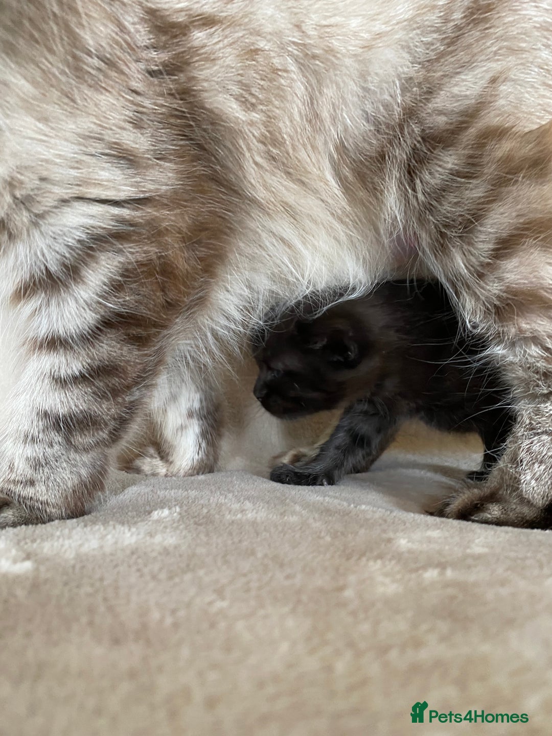 Ragdoll cats for sale: Ragdoll x  - Image 8