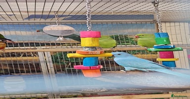 Parrots birds - Advert 11