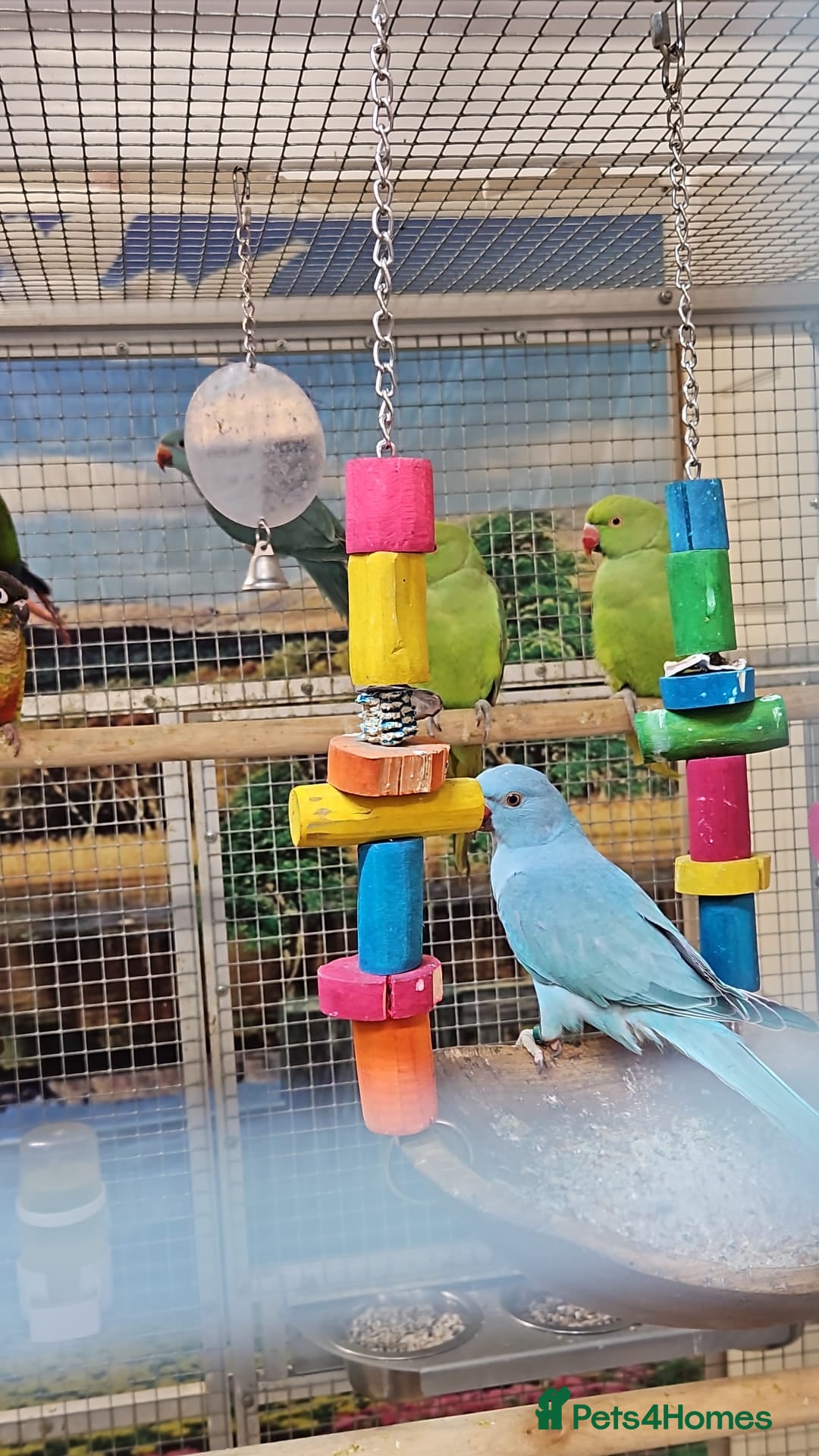 Parrots birds for sale: Stunning Birds/Parakeets/Parrots available  - Image 2