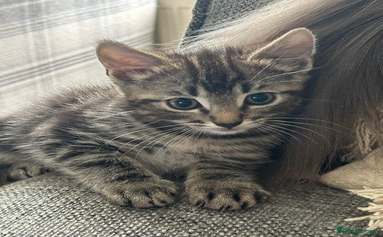 Ragcoon cats - Advert 1