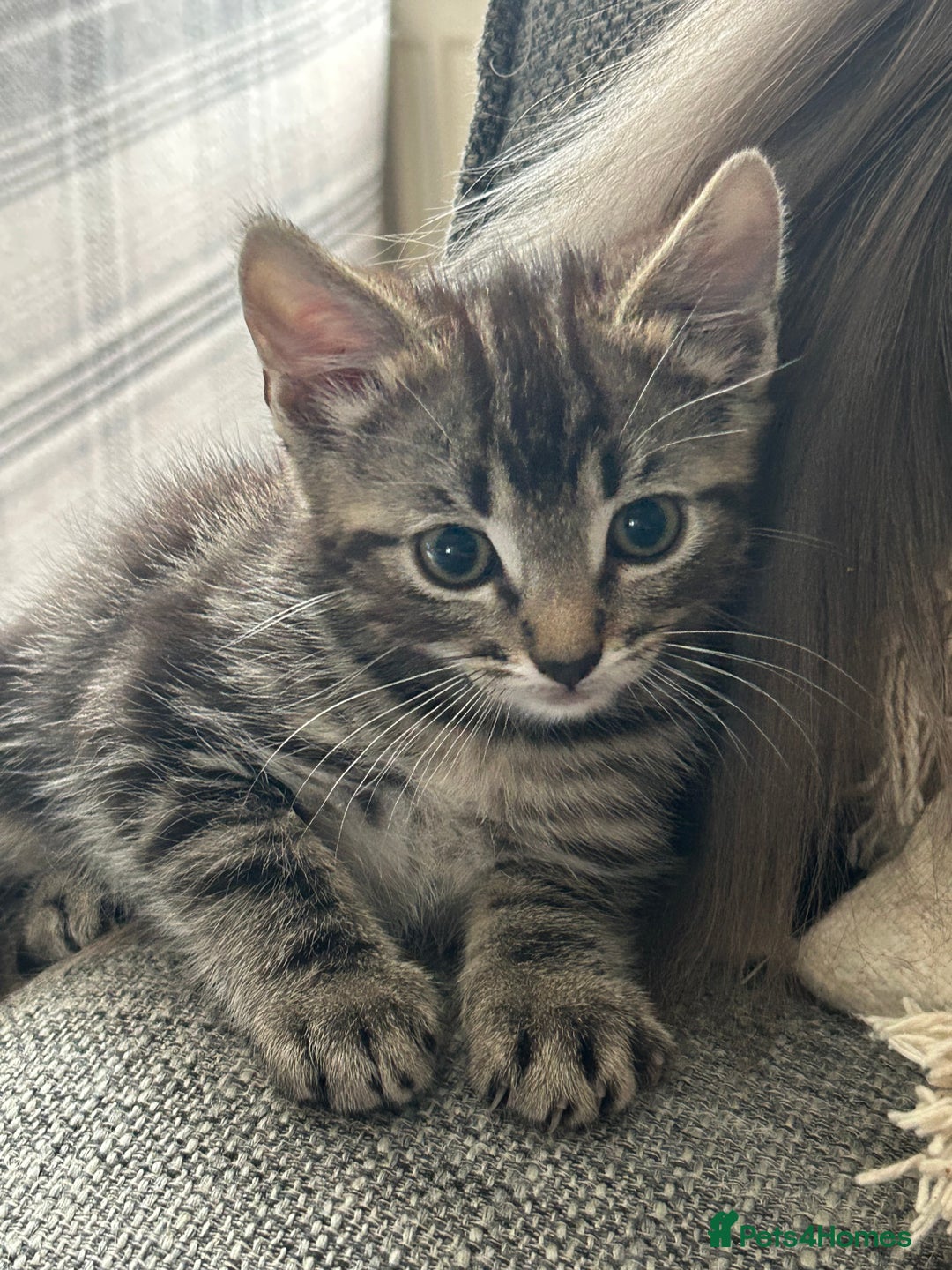 Ragcoon cats for sale: Beautiful Ragcoon Kittens - Image 3