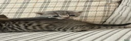 Mixed Breed cats for sale: Bengal x kittens  - Advert 5