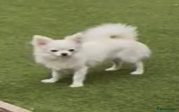 Chihuahua dogs for sale: Absolutely gorgeous White Longcoat Boy  - Image 10