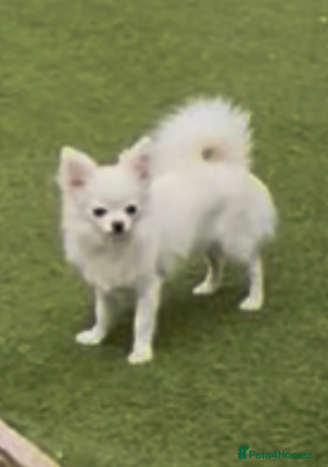 Chihuahua dogs for sale: Absolutely gorgeous White Longcoat Boy  - Image 10