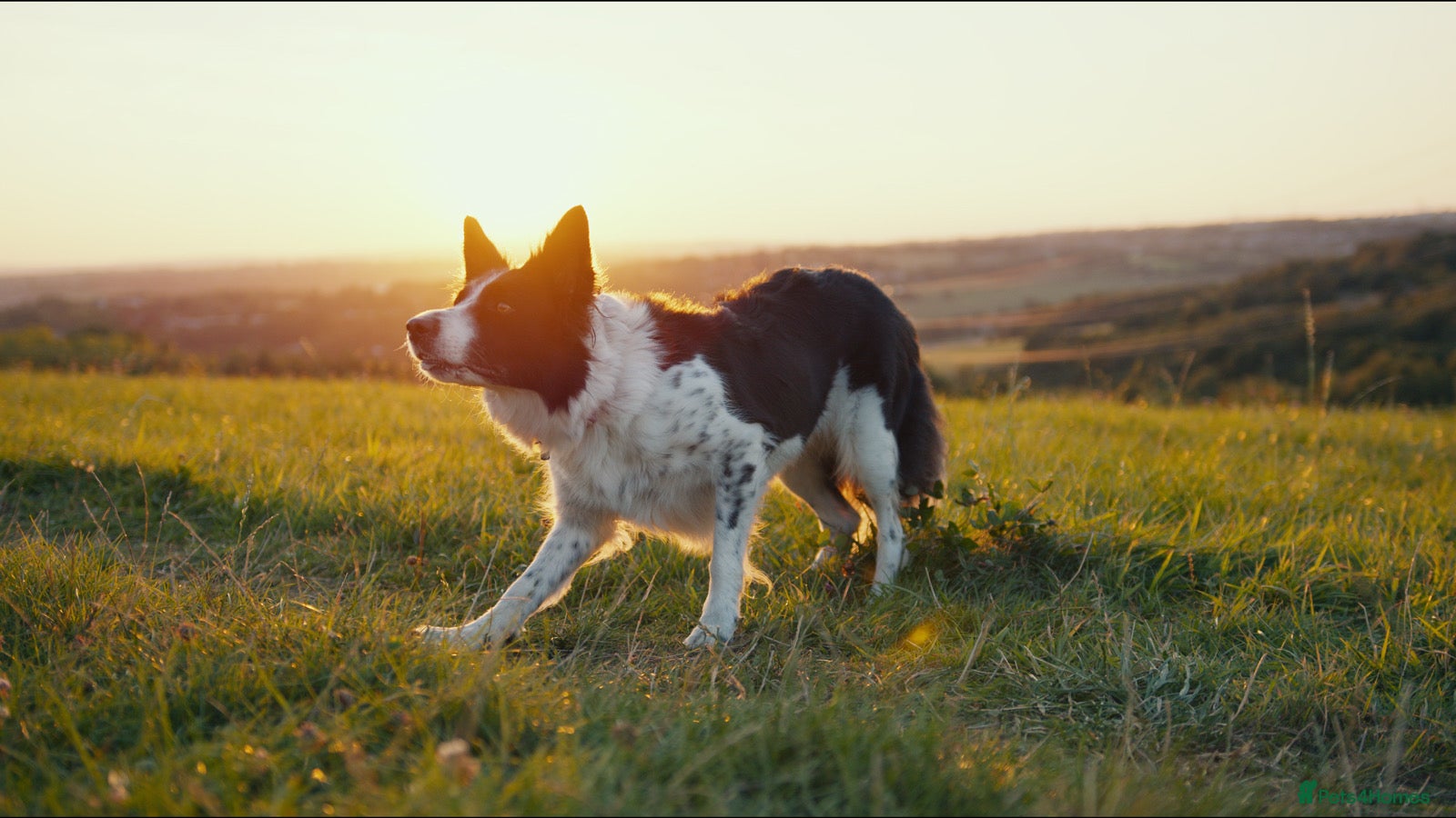 Border Collie dogs Exceptional Border collie pups  - Advert 10