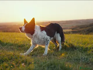 Border Collie dogs Exceptional Border collie pups - Advert 10