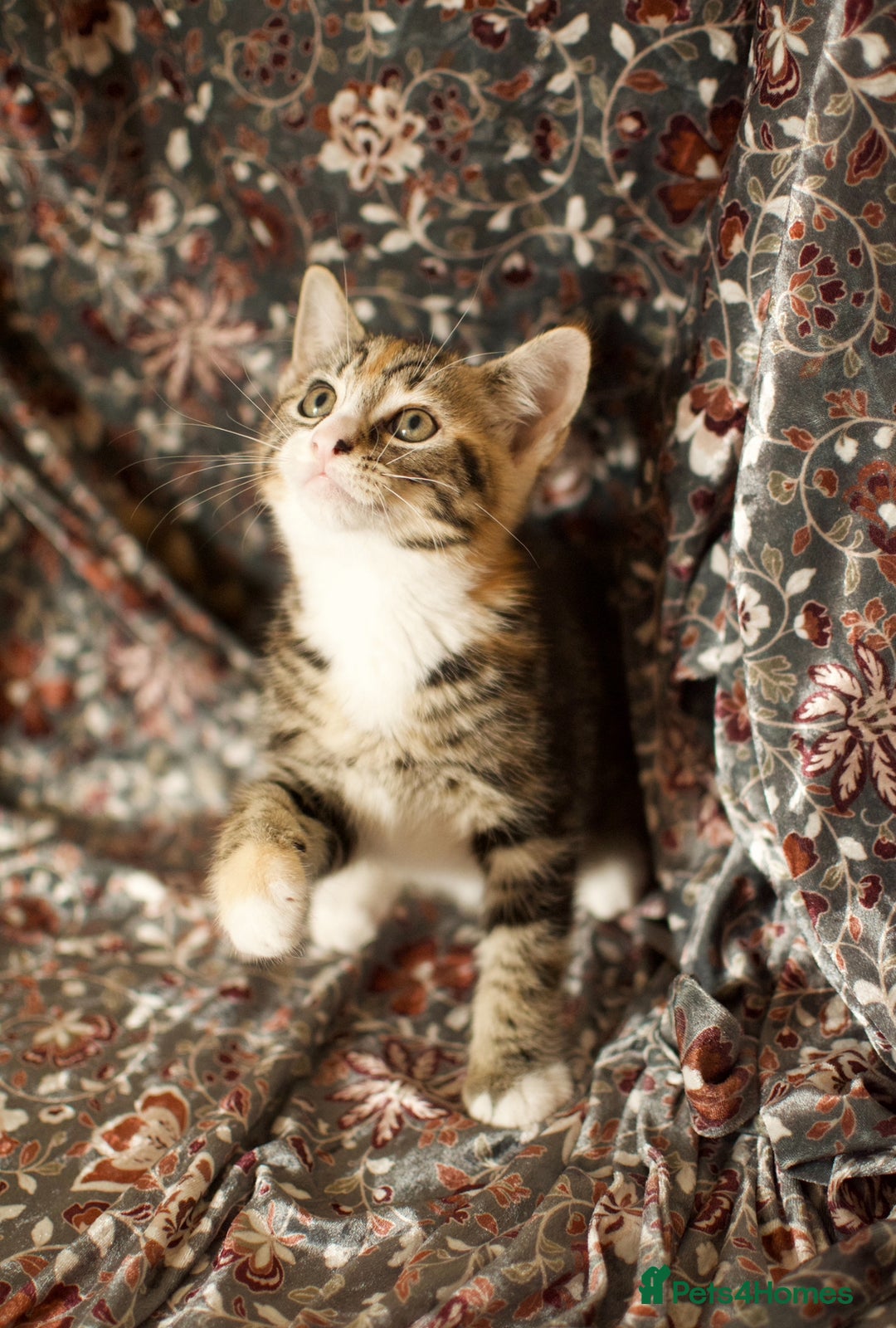 Mixed Breed cats for sale: 4 Beautiful Kittens Ready For Their Forever Homes - Image 13