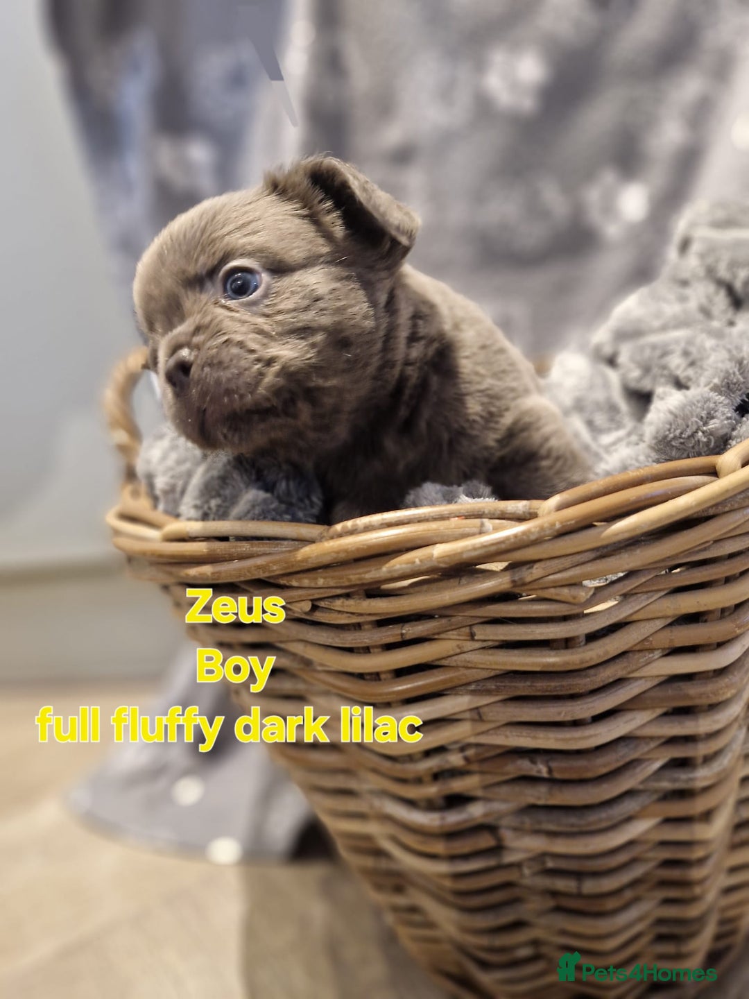 French Bulldog dogs for sale: French bulldog FLUFFY pups - Image 5
