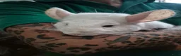Chinchilla rodents for sale: Adult female chinchilla  - Advert 5